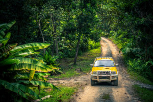 Off road truck in the jungle